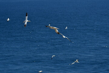 Gannets, Great Saltee Island, Kilmore Quay, Co. Wexford, Ireland