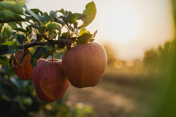 Detalle de manzanas en árbol.