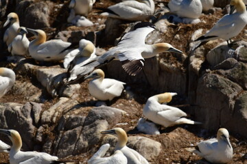 Gannets, Great Saltee Island, Kilmore Quay, Co. Wexford, Ireland