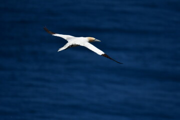 Gannets, Great Saltee Island, Kilmore Quay, Co. Wexford, Ireland