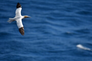 Gannets, Great Saltee Island, Kilmore Quay, Co. Wexford, Ireland