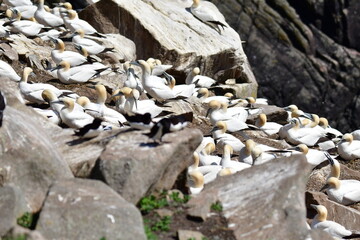 Gannets, Great Saltee Island, Kilmore Quay, Co. Wexford, Ireland