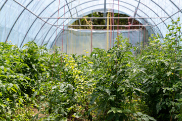 A greenhouse filled with plants, including tomatoes and cucumbers