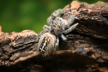 Phidippus texanus jumping spider in the family Salticidae animal arachnid family jumping web spider. Phidippus texanus top view spider Origin USA, Mexico macro photography.