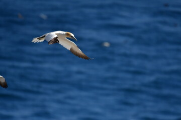 Obraz premium Gannets, Great Saltee Island, Kilmore Quay, Co. Wexford, Ireland