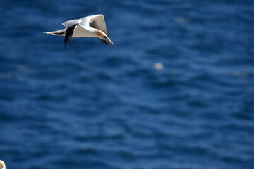 Obraz premium Gannets, Great Saltee Island, Kilmore Quay, Co. Wexford, Ireland