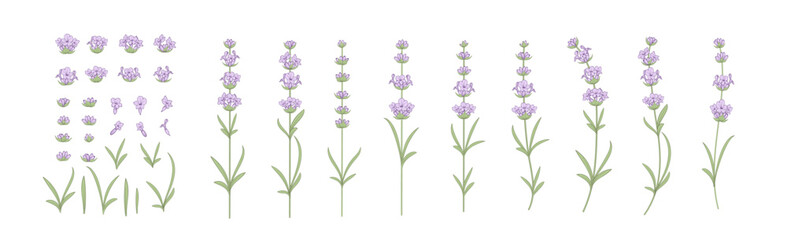 Obraz premium Set of lavender flowers elements. Collection of lavender flowers on a white background. Vector illustration bundle.