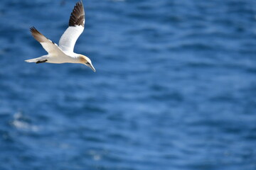 Gannets, Great Saltee Island, Kilmore Quay, Co. Wexford, Ireland