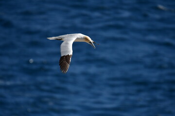 Gannets, Great Saltee Island, Kilmore Quay, Co. Wexford, Ireland