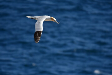 Gannets, Great Saltee Island, Kilmore Quay, Co. Wexford, Ireland