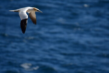 Gannets, Great Saltee Island, Kilmore Quay, Co. Wexford, Ireland