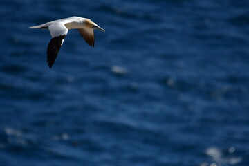 Gannets, Great Saltee Island, Kilmore Quay, Co. Wexford, Ireland