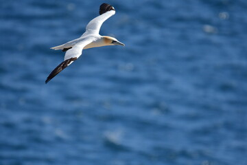 Fototapeta premium Gannets, Great Saltee Island, Kilmore Quay, Co. Wexford, Ireland
