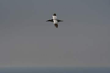 Gannets, Great Saltee Island, Kilmore Quay, Co. Wexford, Ireland