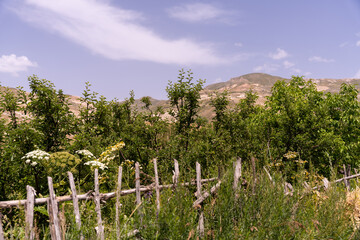 Fototapeta premium A lush green field with a fence in the middle