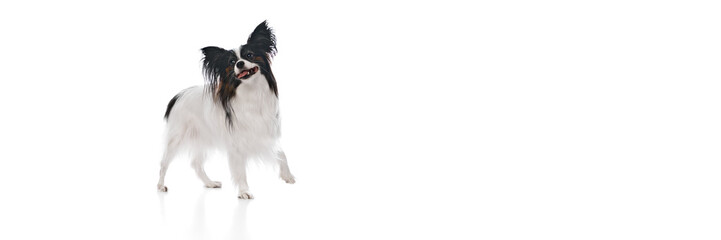 Adorable, positive little pet, purebred Papillon dog walking with tongue sticking out, smiling isolated on white background. Concept of domestic animals, vet, companion. Banner. Copy space for ad