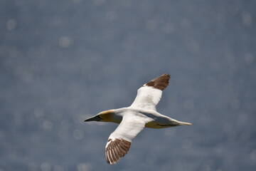 Gannets, Great Saltee Island, Kilmore Quay, Co. Wexford, Ireland