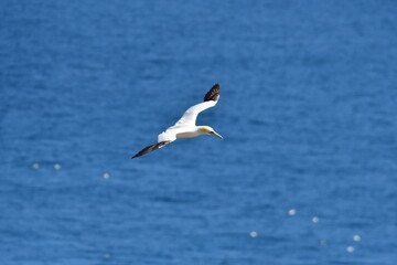 Gannets, Great Saltee Island, Kilmore Quay, Co. Wexford, Ireland