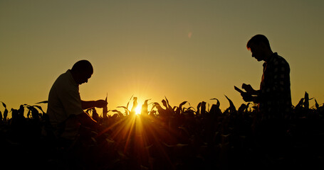 Two farmers working in a field at sunset, inspecting plants and using a tablet for data analysis.