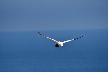 Gannets, Great Saltee Island, Kilmore Quay, Co. Wexford, Ireland