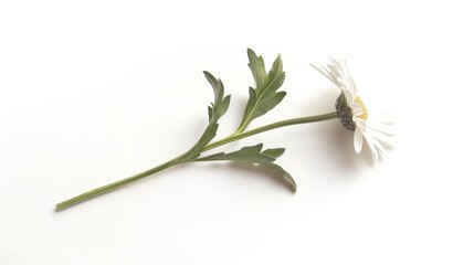 Obraz premium Single white daisy positioned flat with its stem and leaves splayed out on a clean white background