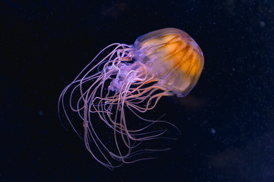 jellyfish in the La Rochelle aquarium