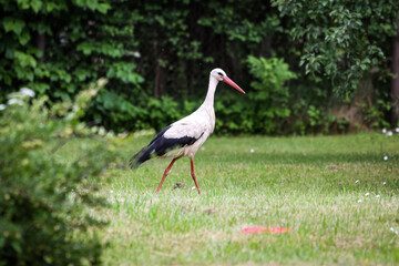 White stork walking in green garden.