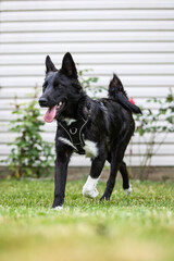Black dog in home garden.