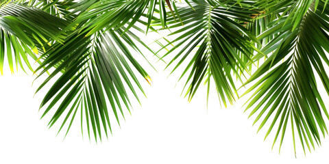 Obraz premium Tropical Palm Leaves Background