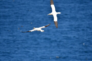 Gannets, Great Saltee Island, Kilmore Quay, Co. Wexford, Ireland