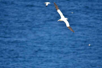 Gannets, Great Saltee Island, Kilmore Quay, Co. Wexford, Ireland