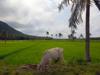 Rice field in Indonesia with palm trees and cow