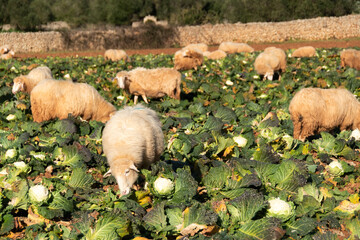 Ovejas comiendo coles en la isla de Menorca