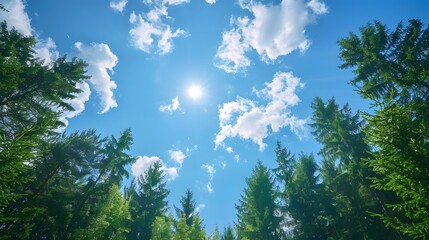 Obraz premium Looking up at the blue sky through the green trees
