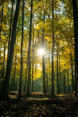 Obraz premium Sunlight Through Trees In Autumn Forest