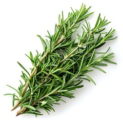 Fototapeta premium Fresh rosemary herb isolated on white background