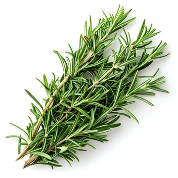 Fresh rosemary herb isolated on white background