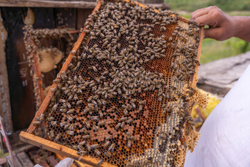 A person holds a honeycomb with many bees on it