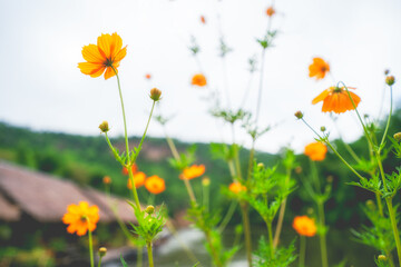 Yellow cosmos flowers swaying in wind in cloudy day. Copy space, close-up.