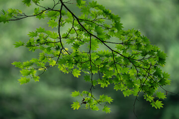 鮮やかな新緑の風景