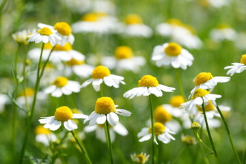 Echte Kamille (Matricaria chamomilla). Arzneipflanze, Korbblütler, Asteraceae, Blume, Blüten,...