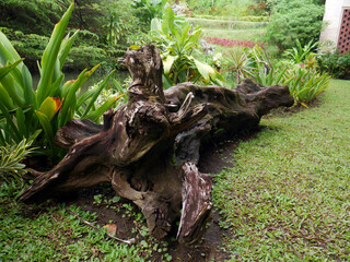 Tree trunk next to water pond