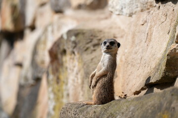 Erdmännchen (Suricata suricatta), sitzen, Absicherung, aufrecht, Alarm, Blick, anschauen, Surikate, Säugetier aus der Familie der Mangusten (Herpestidae), Katzenartige, Raubtier, Tier