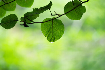 鮮やかな新緑の風景