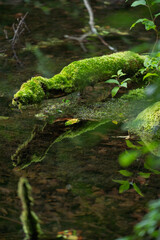 曇りの日の龍ヶ窪