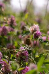 A field of purple flowers with a few brown flowers in the middle