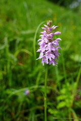 Geflecktes Knabenkraut (Dactylorhiza maculata), Gefleckte Fingerwurz, Flecken-Fingerwurz, Orchidee, Blume, blühen, schön, pink, rosa, Orchideengewächs, Alpenwiese, Alpen, Bayern