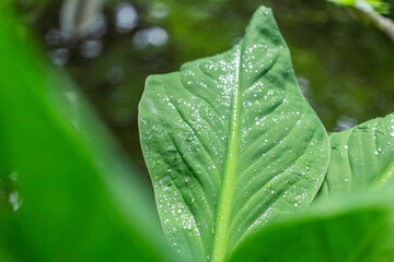 水滴が乗った大きな葉っぱのアップ