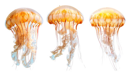 Three Vibrant Jellyfish Swimming on Transparent Background