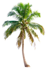 PNG  Tropical palm tree isolated background